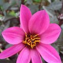 Dahlia x 'Happy Days rose'